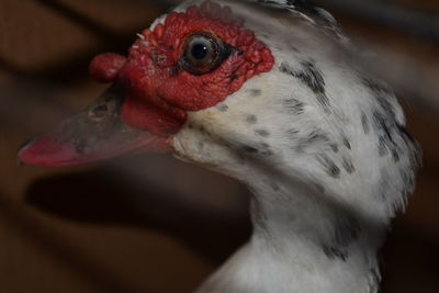 Close-up of a bird