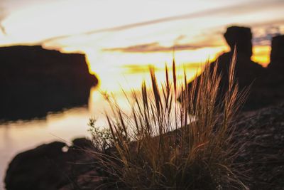 Close-up of grass on field against sunset sky