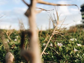 Close-up of plants growing on field against sky