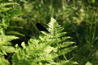 Close-up of butterfly on leaf
