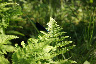 Close-up of dragonfly on leaf