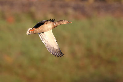 Mallard duck flying