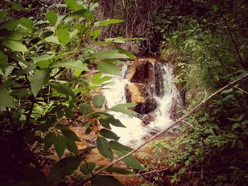 Waterfall in forest