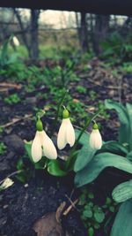 Close-up of flowers blooming outdoors