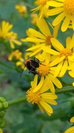 Close-up of honey bee on yellow flower