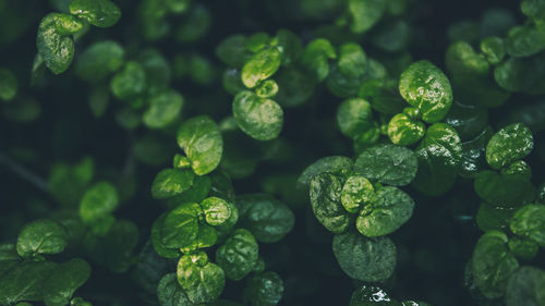 Close-up of wet green plants