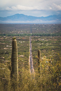 Saguaro cacti overlook green valley with homes and mountains in distance, tucson arizona