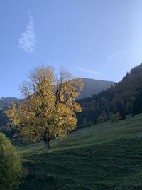 Tree on field against sky during autumn