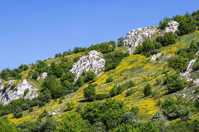 Low angle view of trees and yellow flowers against sky