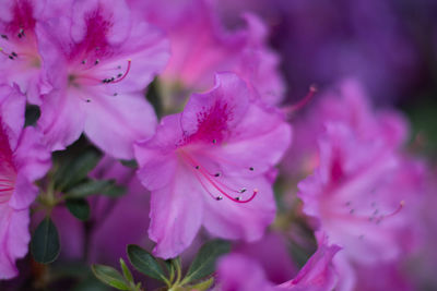 Close-up of pink flowering plant