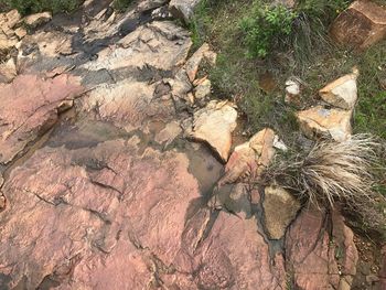 High angle view of tree