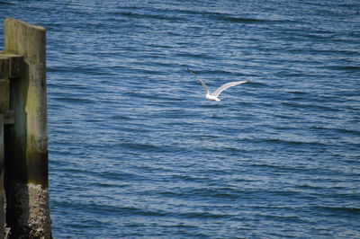 View of fish in sea