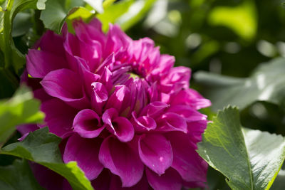 Close-up of pink flowering plant