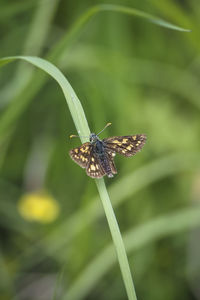 Butterfly on leaf