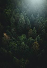 High angle view of trees in forest