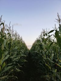 Plants growing on field against sky