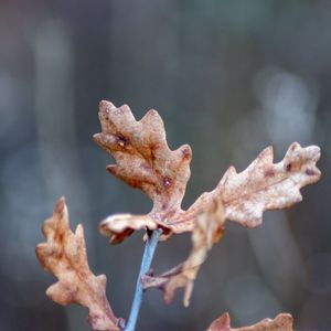 Close-up of dried plant on dry leaf during winter