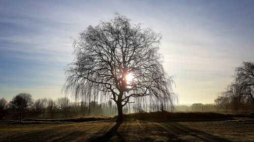 Bare trees on field against sky during sunset