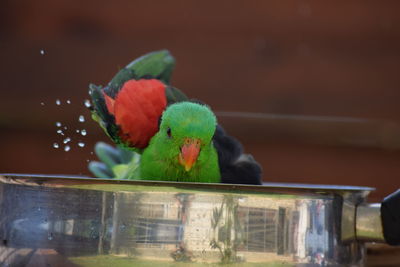 Close-up of parrot perching on a bird