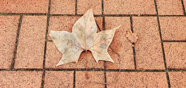 High angle view of maple leaves on footpath