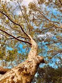 Low angle view of tree in forest against sky