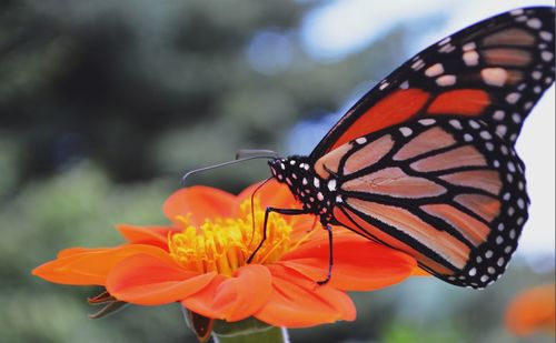 Close-up of butterfly pollinating on orange flower