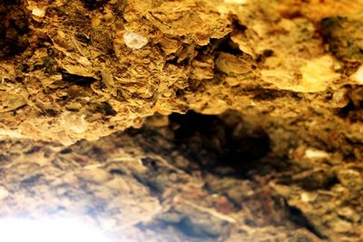 Close-up of tree trunk