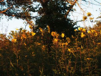 Close-up of yellow flowers on field