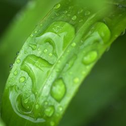 Close-up of wet plant leaves during rainy season