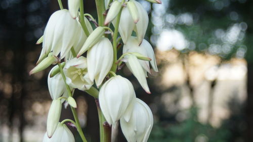 Close-up of white flowers