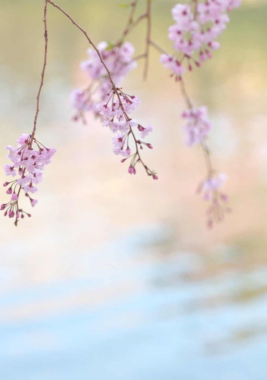 flower, freshness, growth, fragility, focus on foreground, nature, beauty in nature, pink color, branch, close-up, selective focus, twig, plant, day, tree, stem, outdoors, petal, no people, blooming