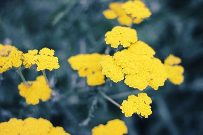 Close-up of yellow flowering plant