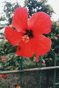 Close-up of red poppy