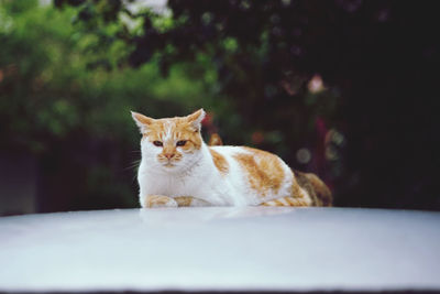 Portrait of cat sitting on floor