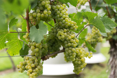 Close-up of grapes growing in vineyard