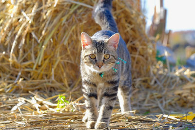 Portrait of a cat on field