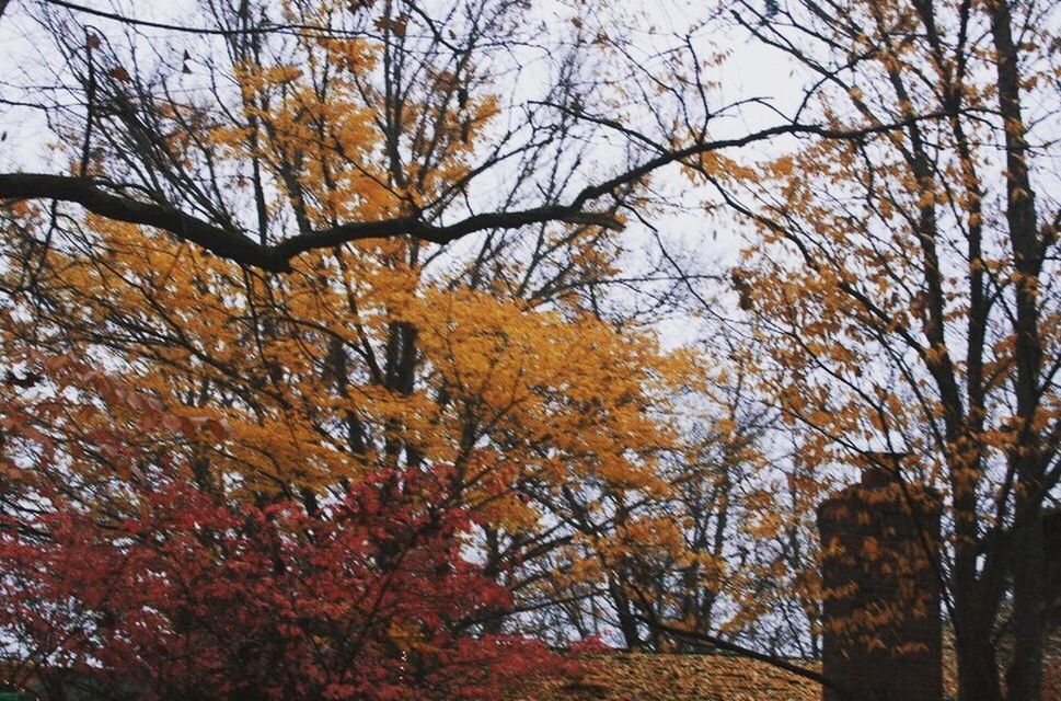 tree, low angle view, nature, autumn, branch, beauty in nature, change, growth, no people, sky, outdoors, leaf, bare tree, day, scenics, forest