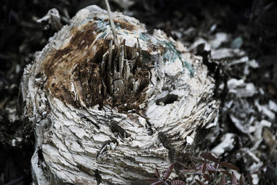 Close-up of tree trunk