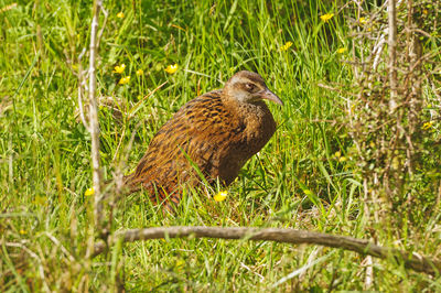 Side view of a bird on field