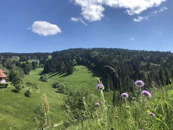 Scenic view of grassy field against sky