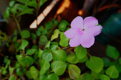 Close-up of pink flowering plant