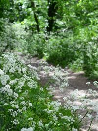 White flowers blooming on tree