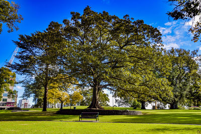 Trees in park against sky