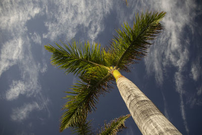 Low angle view of palm tree against sky