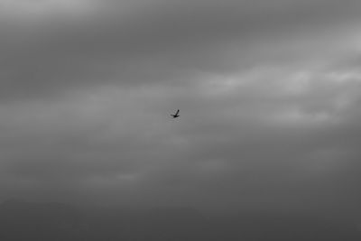 Low angle view of bird flying in sky