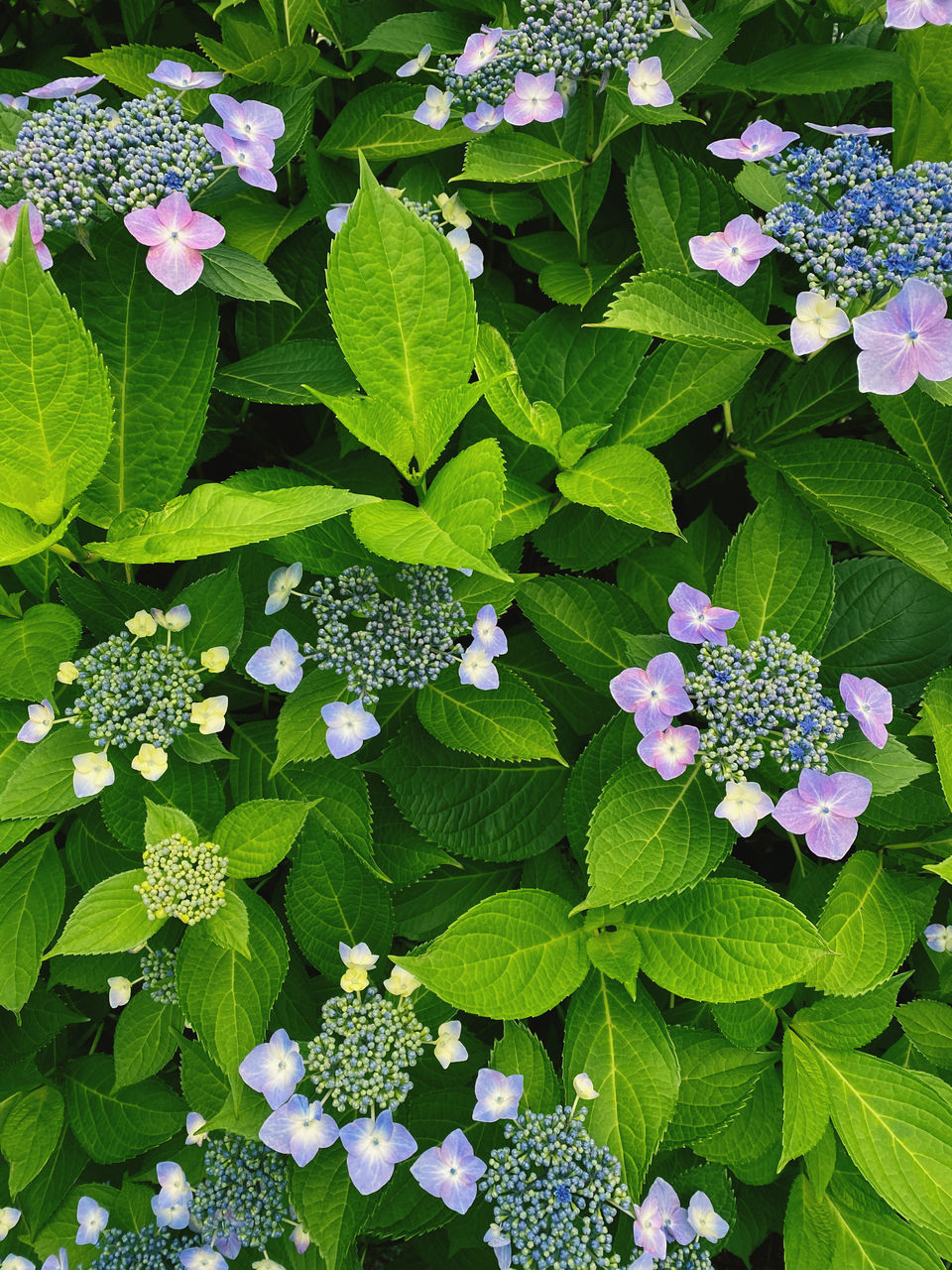 CLOSE-UP OF FRESH PURPLE HYDRANGEA FLOWERS