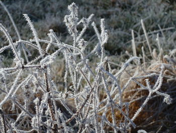 Close-up of frozen plants on field