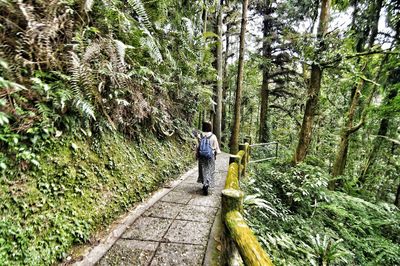 Rear view of woman walking on footpath amidst trees in forest