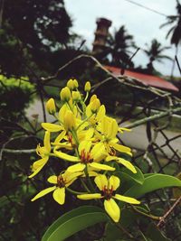 Close-up of yellow flowers against blurred background