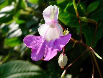 Close-up of pink flower blooming outdoors